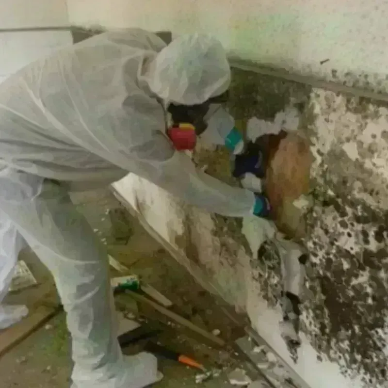 Mold Remediation and Removal in Oregon, MO